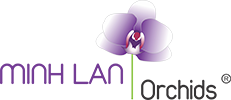 MINH LAN Orchids
