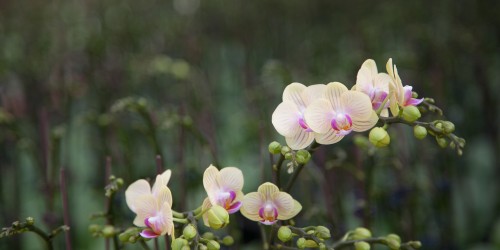 Về MINH LAN Orchids