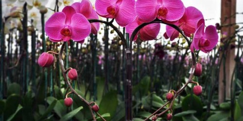 Minh Lan Orchids: Lời chúc năm mới an lành qua những cánh phong lan