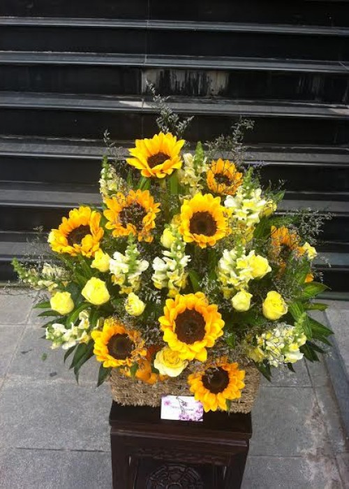 hướng dương vàng