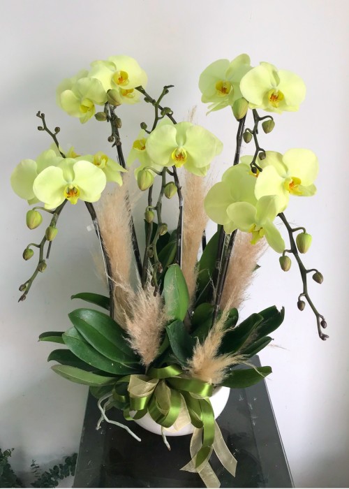 Lan hồ điệp xanh cốm