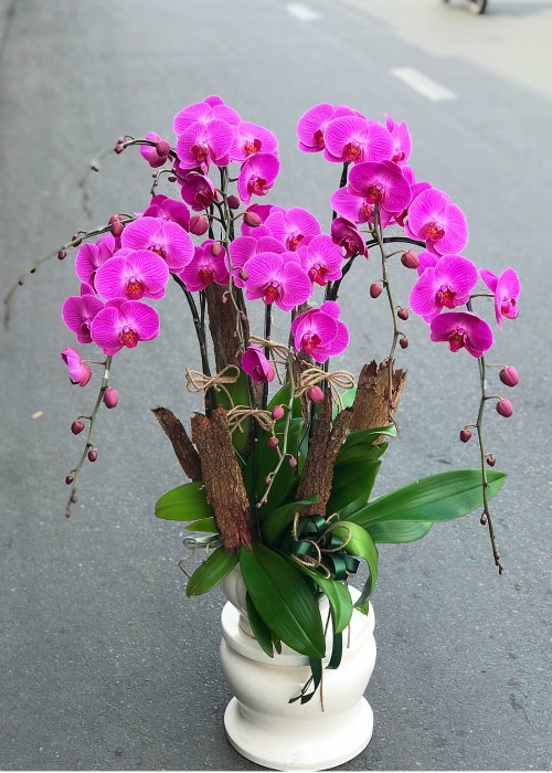 Hồ điệp đua nở