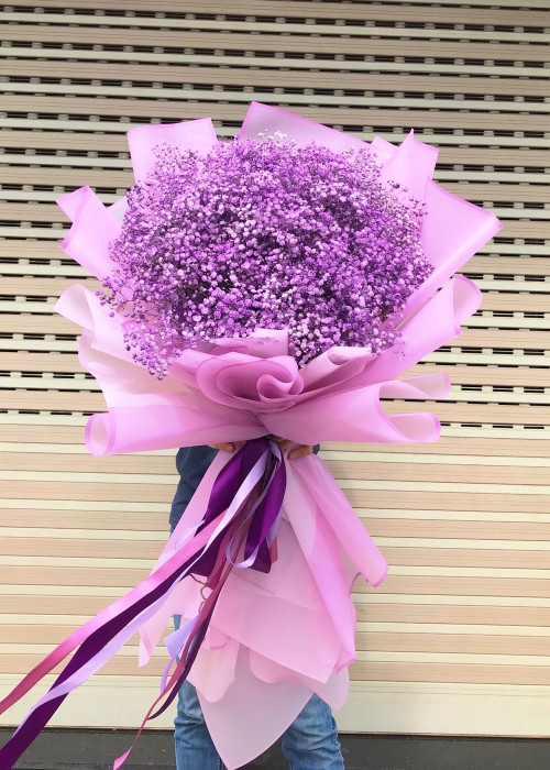 Bó Babi Hà Lan  tím