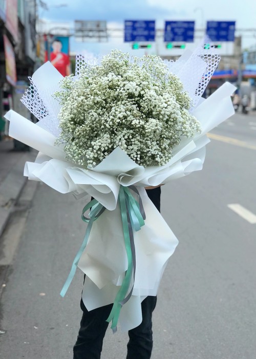 Bó Babi Hà Lan Trắng